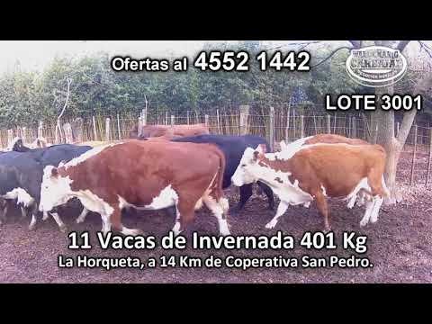 Lote 11 Vacas de Invernada 6 HE - 5 HE/ AA 401kg -  en La Horqueta, a 14 Km de Coperativa San Pedro.