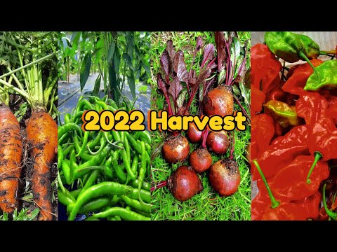 Relaxing Garden Harvest |2022|ASMR