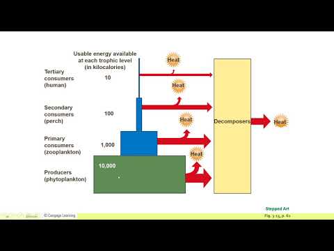 APES Unit 1.9-1.11: Trophic Levels, The 10 Percent Rule,  and Food Chains and Food Webs
