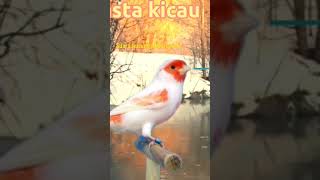 Download lagu masteran burung kenari rusia mp3