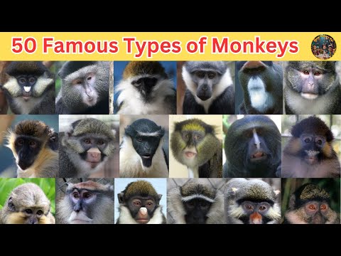 50 Famous Types of Frogs Around the World | Amazing Frog Species & Fun Facts for Kids