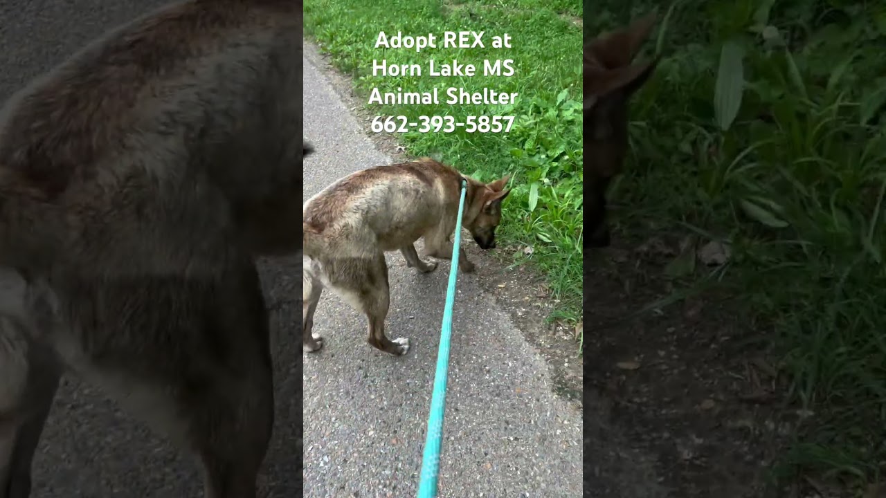 Rex, a Adoptable mixed breed in Horn Lake, MS video 6/6