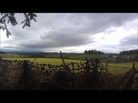 Crow shooting with raptor decoys