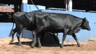 Vídeo 220 - 1ª ETAPA MEGA LIQUIDAÇÃO TOTAL AGROPECUÁRIA MARAJOARA - DIA 4 | GADO GIROLANDO E HOLANDÊS