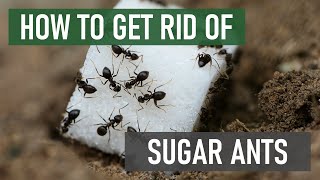 How to Get Rid of Sugar Ants [Common Sugar Ants in the US]