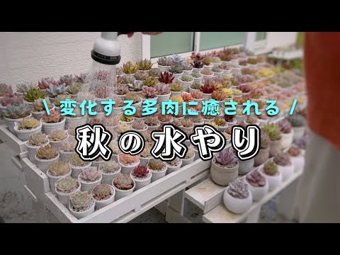 園芸 カーリーエケベリア