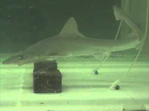 Shark attacking source of food odor at Woods Hole Oceanographic Institution