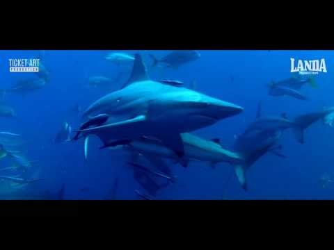 Daniel Landa - LAGU (Oficiální Full HD videoklip)