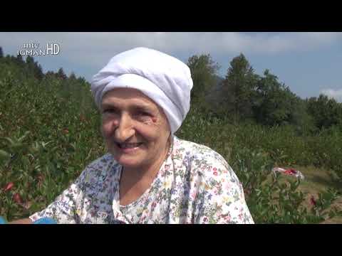 SOK OD ARONIJE, KAO LIJEK...- MTV IGMAN