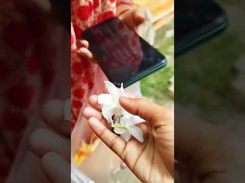 ki ki full thulam amra🌸❤#youtubeshorts #flowers #shots #explore #explorepage #viwes #subscribe #like