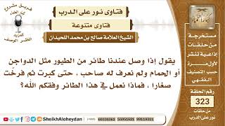 صورة 4075 -  حكم من وجد طائرا وعاش عنده ولايعرف صاحبه  -  نور على الدرب