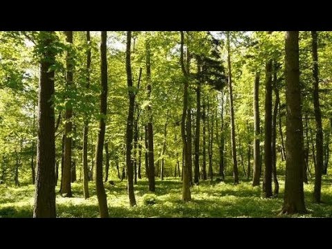 Neubau Erstbezug mit dem Wald als Nachbar!