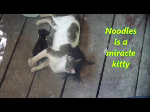 NOODLE'S KITTENS.Young semi feral cats first litter.