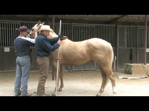 Introducing the New Willing Partners