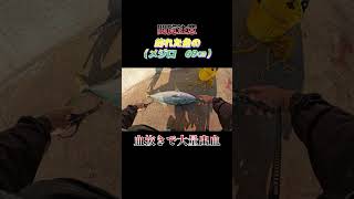 【閲覧注意】魚（メジロ　69センチ）の血抜きで大量出血！#shorts #釣り #ショアジギング