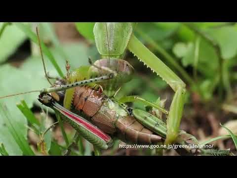 カマキリがバッタを捕らえる