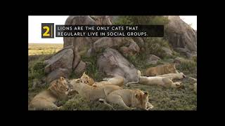 Unit 2 The Lion s Roar