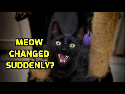 Is It Normal For A Cat's Meow To Change?