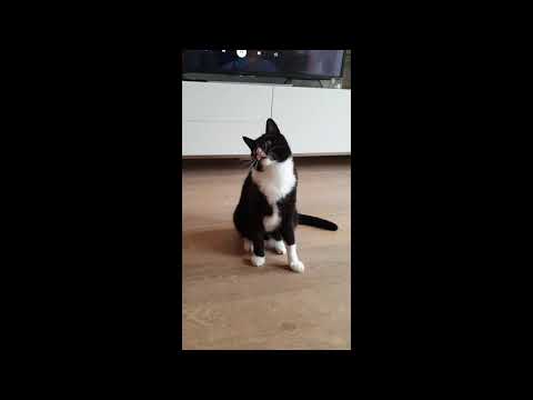 Jerusalema Challenge - Moretti The Cat