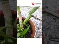 How To Propagate Dieffenbachia From Stem Cutting All About Dieffenbachia डम केन की प
