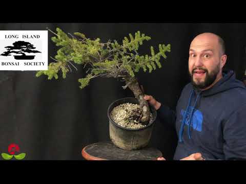 Mauro Stemberger 2020