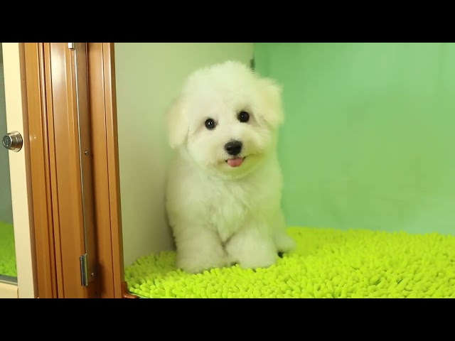 (子犬) 犬種:ビション・フリーゼ 男の子 ブリーダー マロニエケンネル MARRONNIER KENNEL k3012の画像