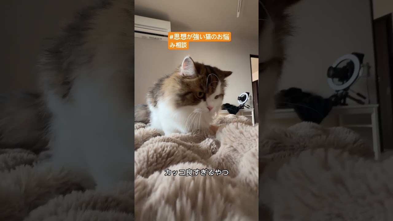 猫のお悩み相談　#猫 #newkawwali