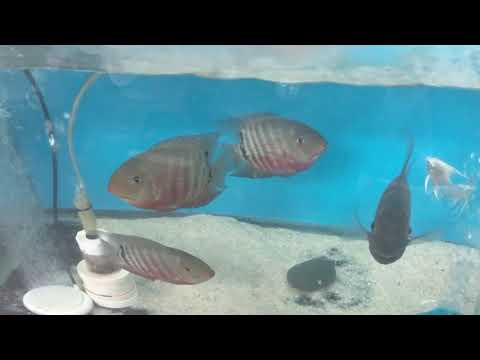 Mouth Brooding Severums
