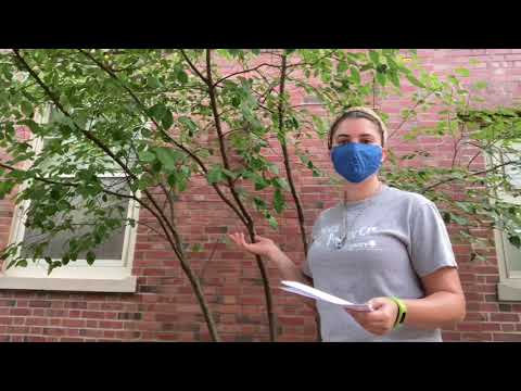 Amelanchier sp. (juneberry)