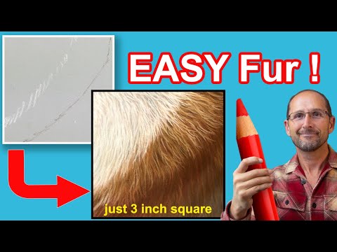 Afraid of Drawing Fur? Start with Just This 3-Inch Section