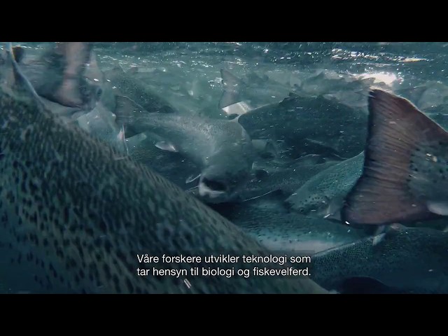 Film om SINTEF Ocean Havbruksteknologi