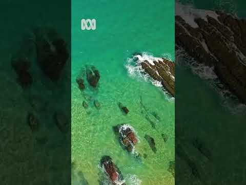 Beautiful beaches – Sapphire Coast, New South Wales Nature Escapes ABC Australia