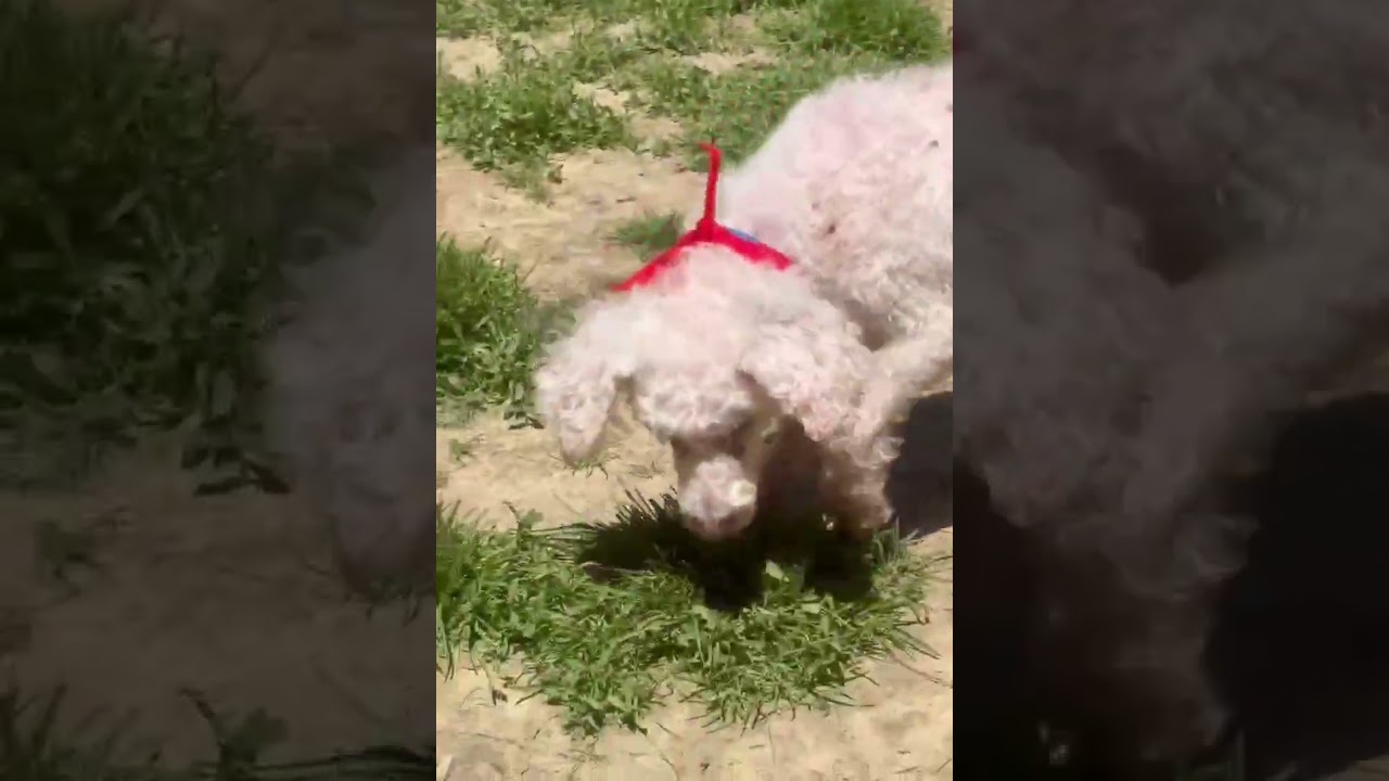 Enlarge Penny and Pearl, a ADOPTABLE Cavalier King Charles Spaniel in Shippenville, PA video 6/6
