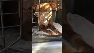 Video preview image #1 American Pit Bull Terrier Puppy For Sale in  Ramona, CA, USA