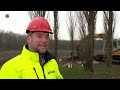 Nieuwe bomen voor kunstwerk De Groene Kathedraal in Almere