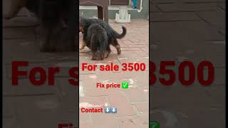 For sale #dog #pets #germanshepherd #cutedog #animallover #dogsinindia #petlovers #india