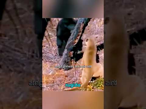 El oso y el puma reflexion Cristiana