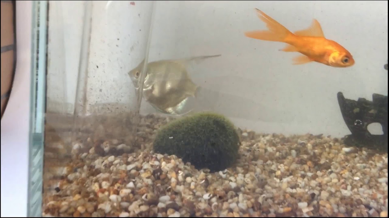 YouTube video preview