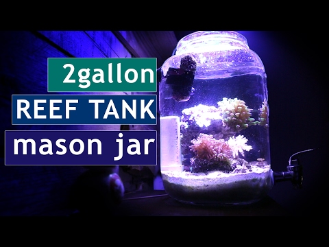 Aquarium in a Jar Reef tank! CORAL UPDATE