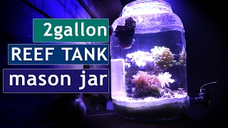Aquarium in a Jar Reef tank! CORAL UPDATE