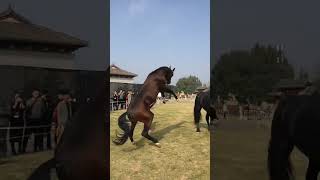 Download lagu Horse mating #mating #animals #matingseason #animalshorts #foryou #long #saxcover #shortsfeed mp3