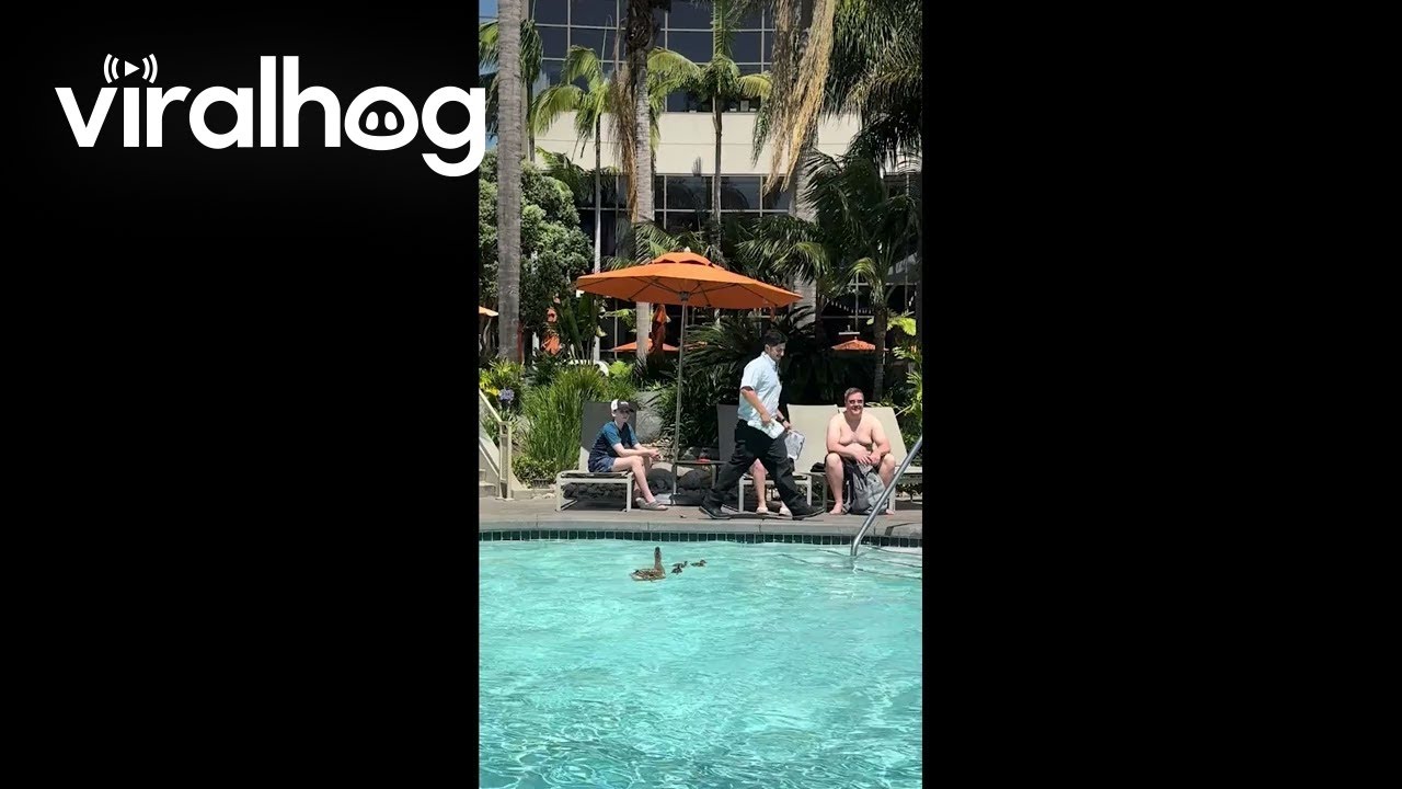 Ducklings Get an Assist From Hotel Staffer || ViralHog