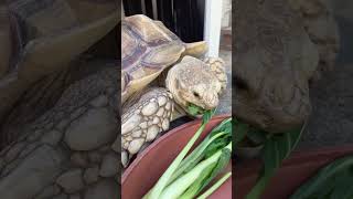 もぐもぐ〜😘#animals #ケヅメリクガメ#爬虫類