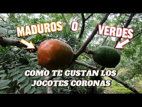 JOCOTE CORONA, YA LAS CONOCES Y COMO TE PARECEN