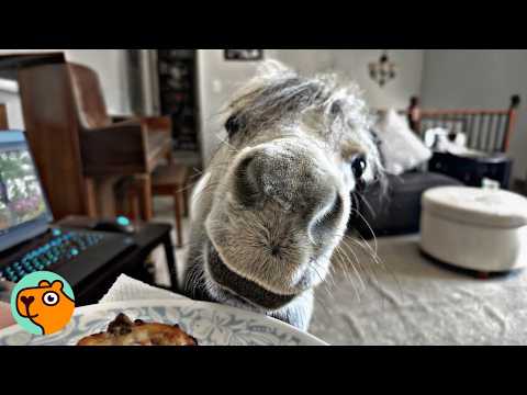 Tiny Horse Runs Around The House And Makes Woman Smile | Cuddle Buddies
