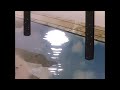 Lone Tyler The Creator Slowed Reverbed