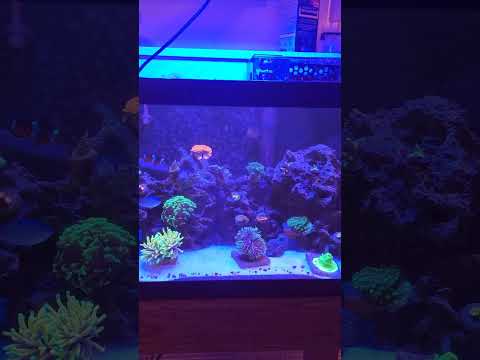 Reef Aquarium Budget 20 Gallon Long Mixed