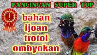 Download lagu pancingan konin agar bunyi, suara burung kolibri ninja dan suara air mengalir untuk terapi konin mp3