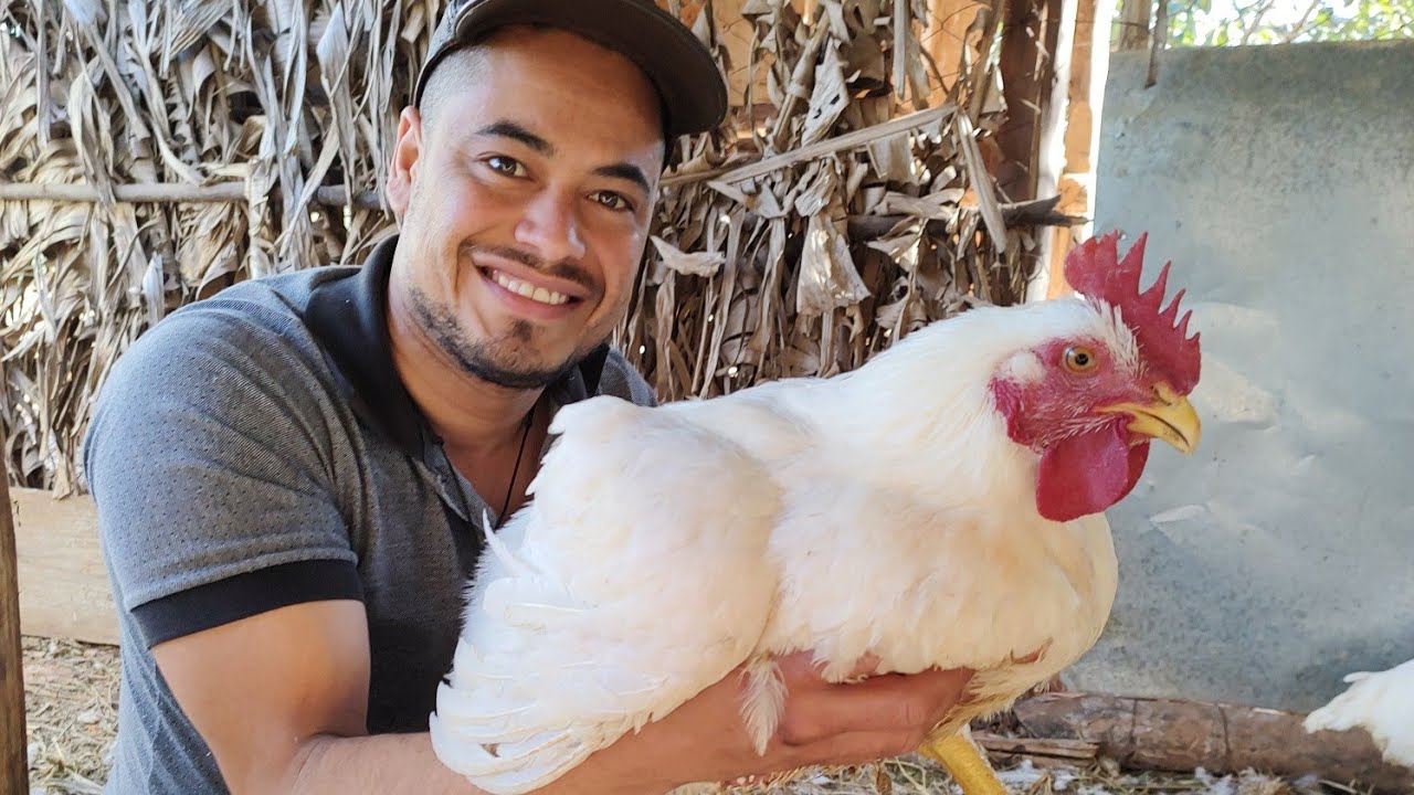 Como criar frango de de corte branco com sabor caipira, impressionante o resultado