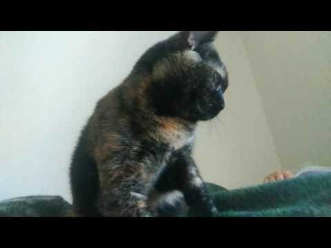 Meesha the Tortie Cat